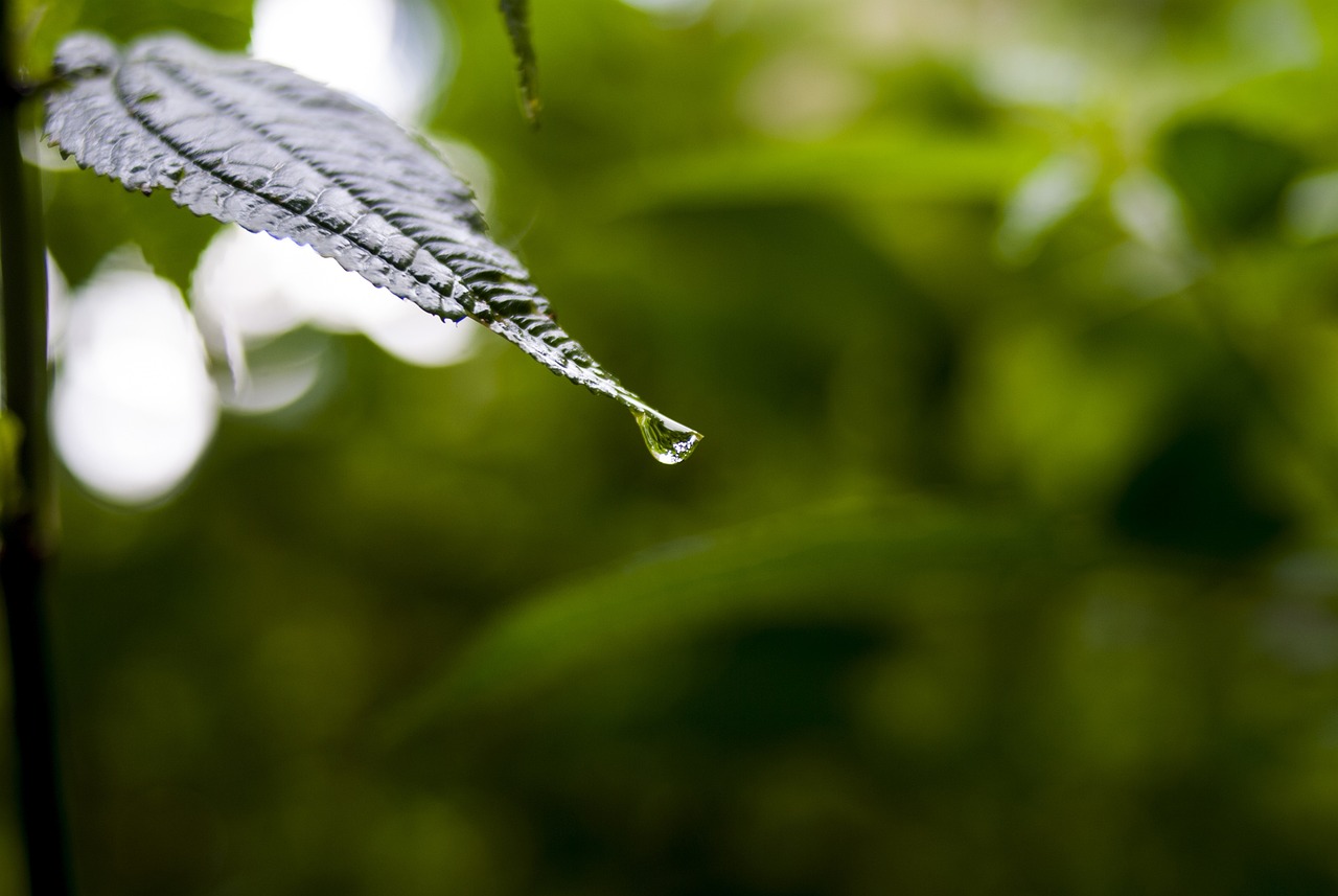 依生生物最新股票動(dòng)態(tài)全面解析，最新消息與全面解讀