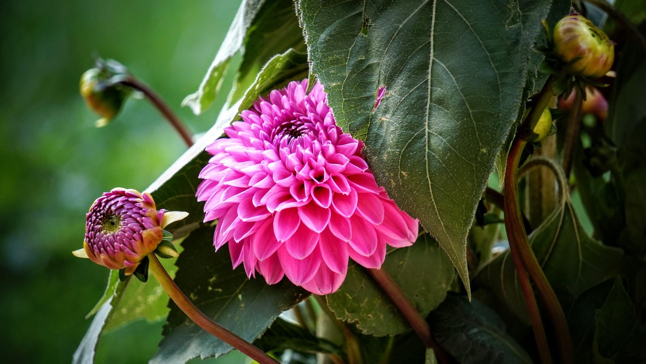 寧鄉(xiāng)黎愛蓮的最新動(dòng)態(tài)，蓮花依舊引領(lǐng)人心