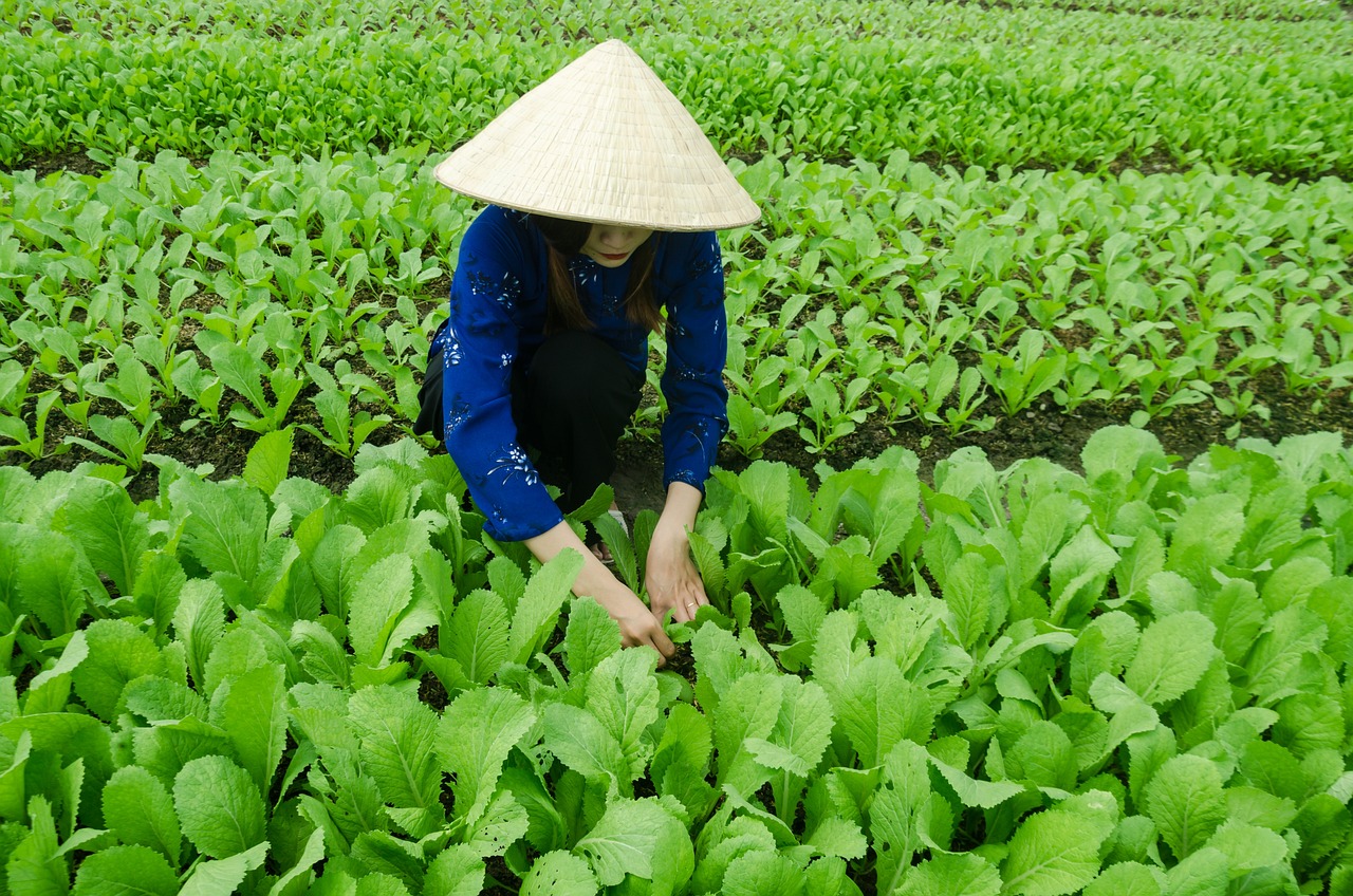 三亞海坡村最新概覽，最新發(fā)展動(dòng)態(tài)與現(xiàn)狀解析