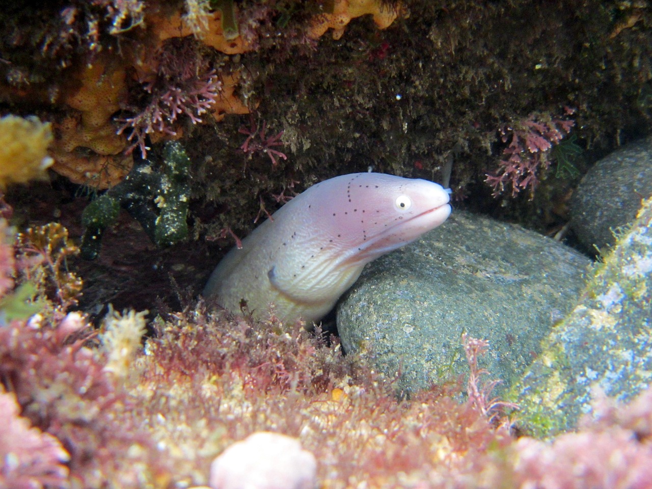 探索海洋霸權(quán)，最新360海島奇兵下載指南