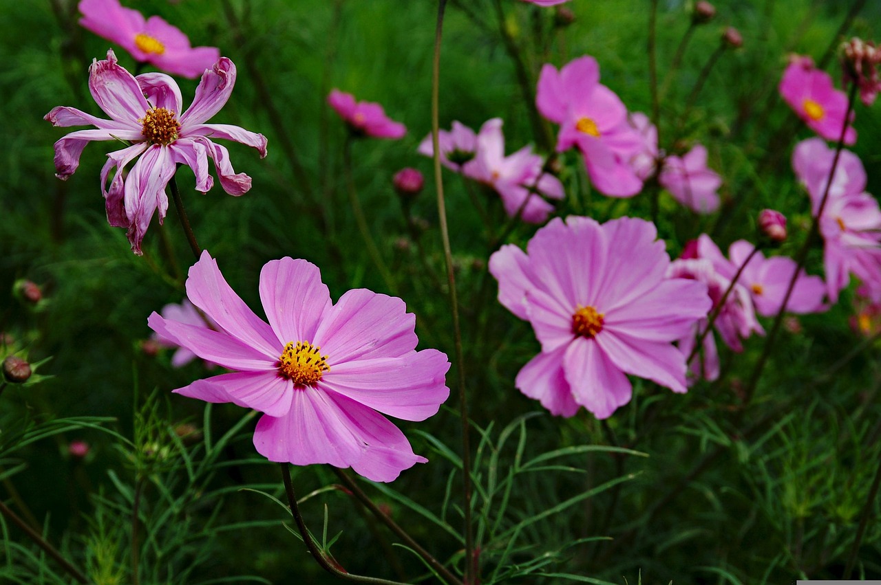 三峽花苑，時(shí)代風(fēng)采與花朵的綻放同步前行