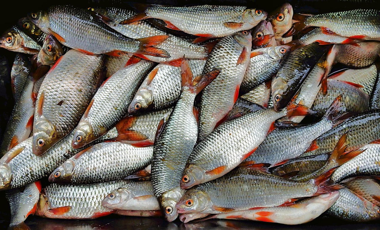 浦魚達(dá)人最新版本下載，全新功能與特色體驗(yàn)