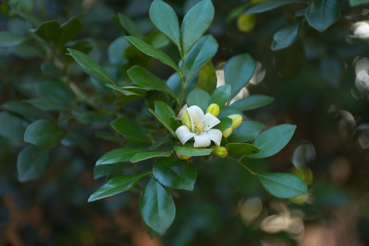 中醫(yī)藥法最新動(dòng)態(tài)，邁向現(xiàn)代化與規(guī)范化的新征程